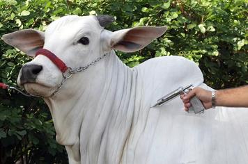 A PREFEITURA MUNICIPAL, SETOR DE VIGILÂNCIA AMBIENTAL, JUNTAMENTE COM A INSPETORIA VETERINARIA DO MUNICIPIO, VEM POR MEIO DESTE FAZER ALERTA SANITÁRIO: