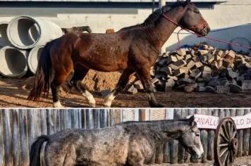  ATENÇÃO – ANIMAIS SOLTOS EM VIA PÚBLICA É INFRAÇÃO 