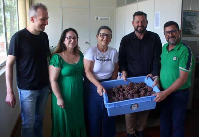 INSTITUTO FEDERAL FARROUPILHA PRESENTEIA ADMINISTRAÇÃO MUNICIPAL COM UVA PRODUZIDA NO CAMPUS DO CHAPADÃO