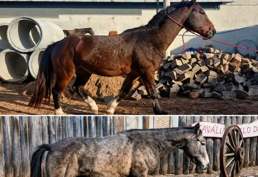  ATENÇÃO – ANIMAIS SOLTOS EM VIA PÚBLICA É INFRAÇÃO 
